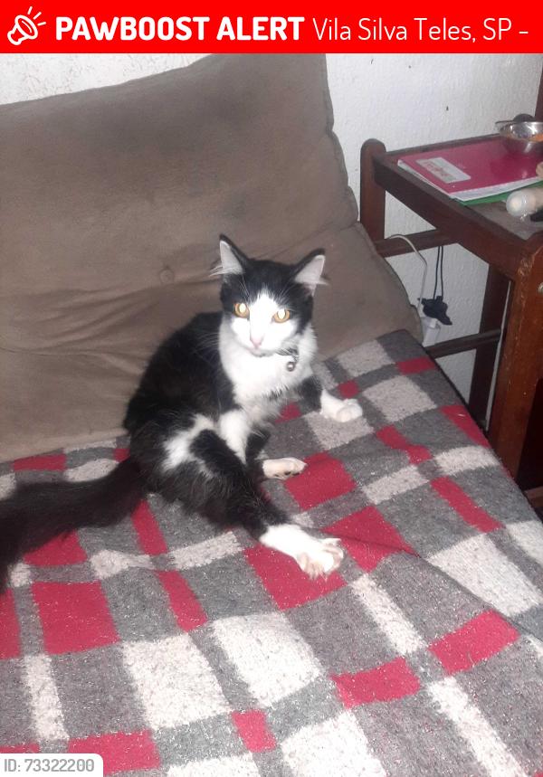 Lost Male Cat last seen Estrada Dom João Nery, Vila Silva Teles, SP 08452-340