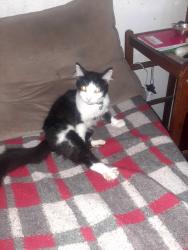 Lost Male Cat last seen Estrada Dom João Nery, Vila Silva Teles, SP 08452-340