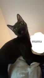 Reunited Female Cat last seen Jeb Stewart street possibly the street above 2605 knoxville dr, League City, TX 77573
