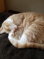 Reunited Female Cat last seen Lincoln park area, Duluth, MN 55806
