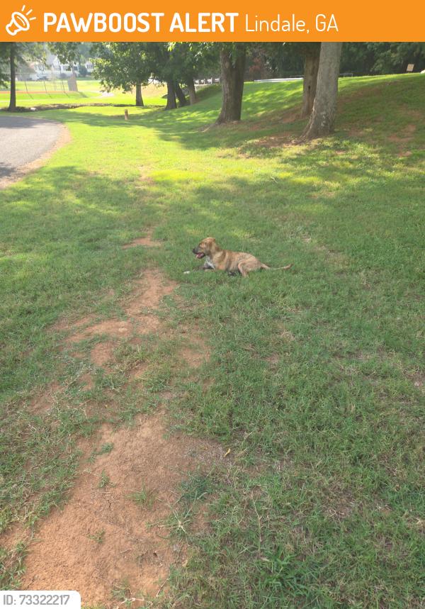 Found/Stray Female Dog last seen Park, Lindale, GA 30147