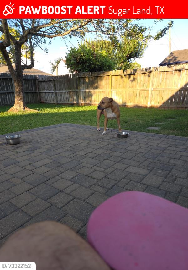 Lost Male Dog last seen Near Kingsmill Dr Sugar land Tx 77478, Sugar Land, TX 77478