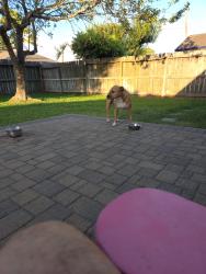 Lost Male Dog last seen Near Kingsmill Dr Sugar land Tx 77478, Sugar Land, TX 77478