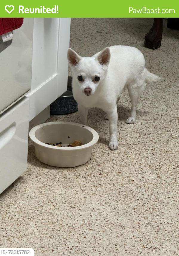 Reunited Unknown Dog last seen Poinciana Dr, Clearwater, FL, Clearwater, FL 33764
