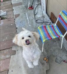 Reunited Male Dog last seen Near San Carlos dr vallejo, Vallejo, CA 94590