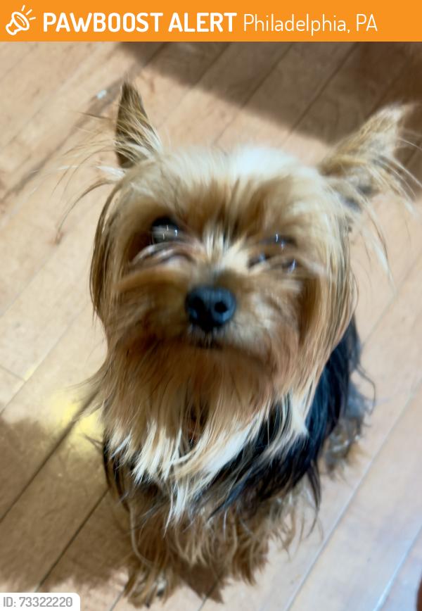 Found/Stray Female Dog last seen 65th and Woodland Ave, Philadelphia, PA 19142