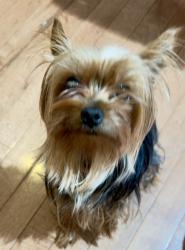 Found/Stray Female Dog last seen 65th and Woodland Ave, Philadelphia, PA 19142