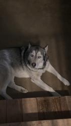 Reunited Male Dog last seen Near S Walker St, Mesquite, TX 75149, USA, Mesquite, TX 75149