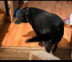 Reunited Female Dog last seen Near S 700 E, Millcreek, UT 84106, USA, Millcreek, UT 84106