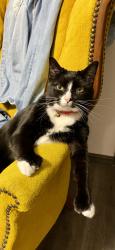 Reunited Female Cat last seen Near Sussex Place, The Village, OK 73120