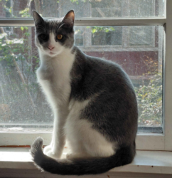 Lost Female Cat last seen Near Yorkmont Rd Charlotte, NC, Charlotte, NC 28217