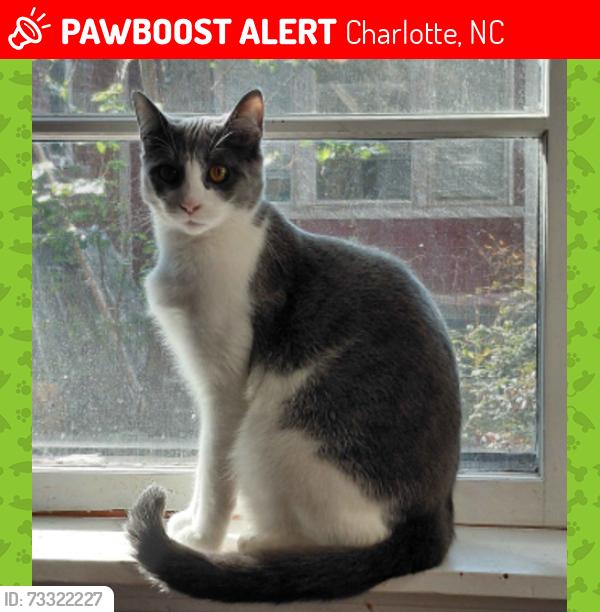 Lost Female Cat last seen Near Yorkmont Rd Charlotte, NC, Charlotte, NC 28217