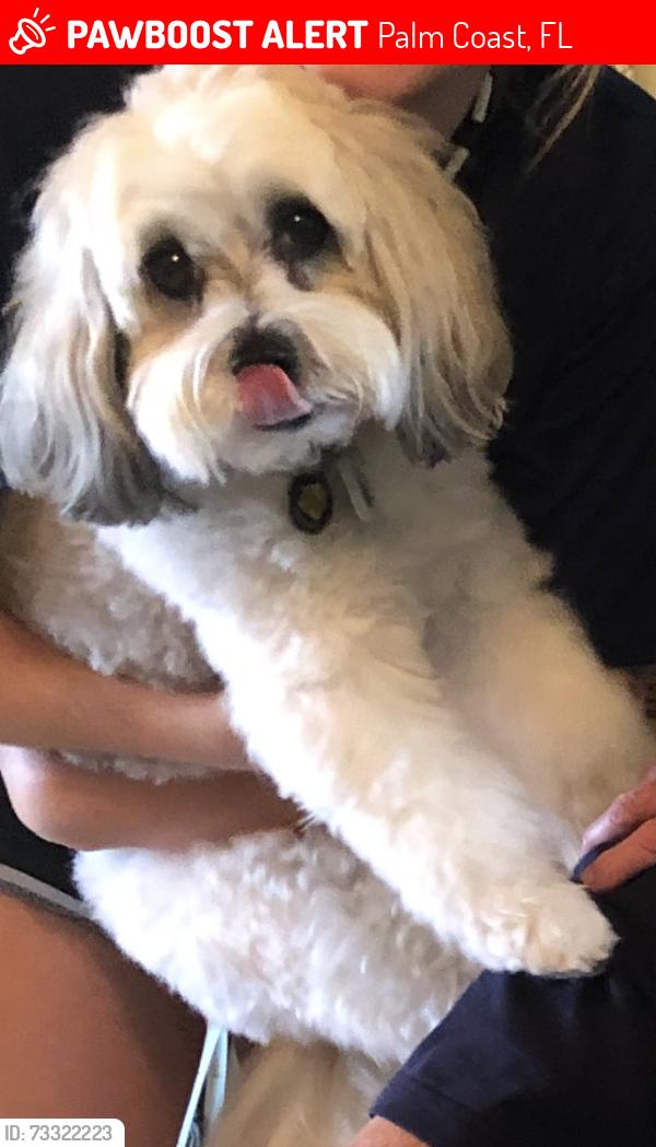 Lost Male Dog last seen jasmine drive and osprey circle. Grand Haven, Palm Coast, FL 32137