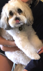 Lost Male Dog last seen jasmine drive and osprey circle. Grand Haven, Palm Coast, FL 32137