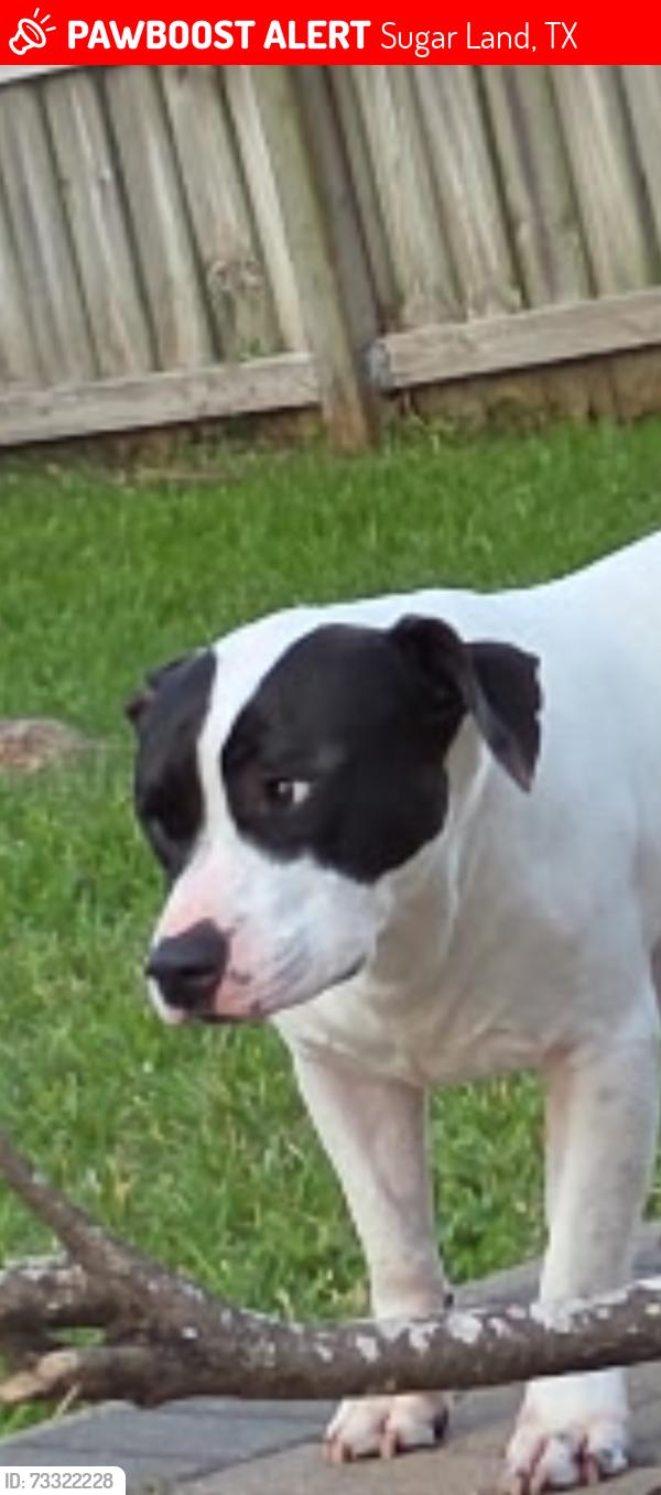 Lost Male Dog last seen Kingsmill dr, Sugar Land, TX 77478