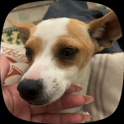 Lost Female Dog last seen Eastridge, Amarillo, TX 79107