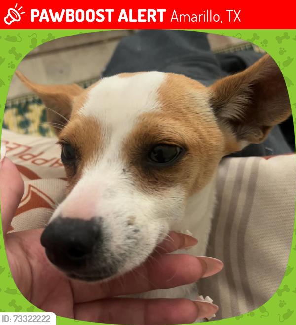 Lost Female Dog last seen Eastridge, Amarillo, TX 79107