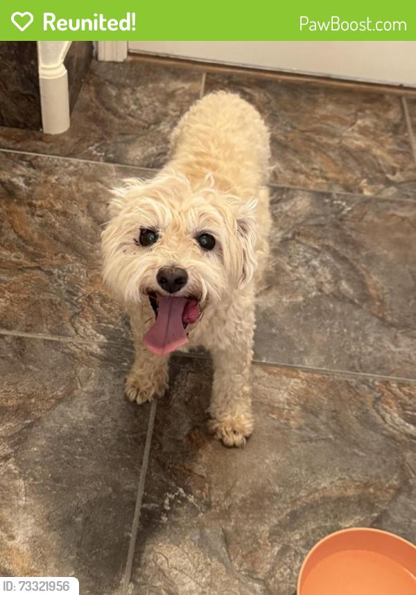 Reunited Female Dog last seen Debra st and Randall rd In Gilbert AZ, Gilbert, AZ 85296
