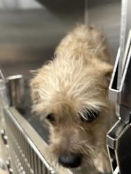 Shelter Stray Female Dog last seen Near INVERNESS AVE, West District, TX, 355 Hillshire Dr, Haslet, TX 76052, USA