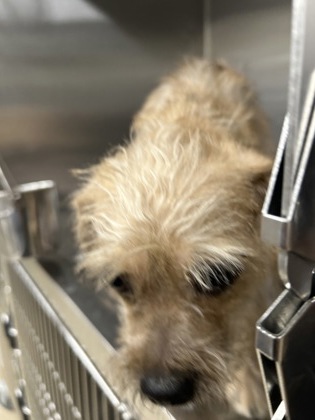 Shelter Stray Female Dog last seen Near INVERNESS AVE, West District, TX, 355 Hillshire Dr, Haslet, TX 76052, USA