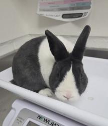 Shelter Stray Male Rabbit last seen 37th Ave and 16th Street, Oakland, CA, 1101 29th Ave, Oakland, CA 94601, USA