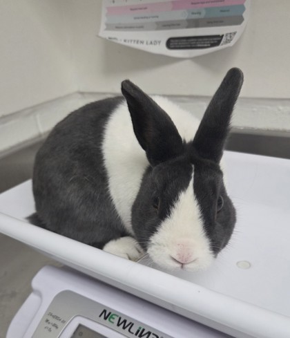 Shelter Stray Male Rabbit last seen 37th Ave and 16th Street, Oakland, CA, 1101 29th Ave, Oakland, CA 94601, USA