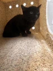 Shelter Stray Unknown Cat last seen Centerville, 20120 - Wetherburn Dr + Cub Run Trail, Fairfax County, VA, 4500 West Ox Rd, Fairfax, VA 22030, USA