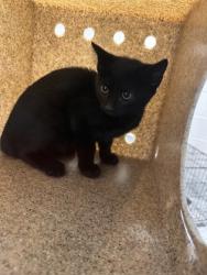 Shelter Stray Unknown Cat last seen Centerville, 20120 - Wetherburn Dr + Cub Run Trail, Fairfax County, VA, 4500 West Ox Rd, Fairfax, VA 22030, USA