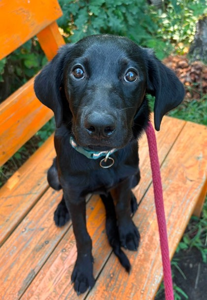 Shelter Stray Female Dog last seen Near Pimlico, 21215, MD, 2490 Giles Rd, Baltimore, MD 21225, USA