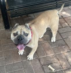 Shelter Stray Male Dog last seen Near Turtle Crossing, 75181, TX, 1650 Gross Rd, Mesquite, TX 75149, USA