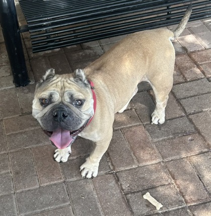Shelter Stray Male Dog last seen Near Turtle Crossing, 75181, TX, 1650 Gross Rd, Mesquite, TX 75149, USA