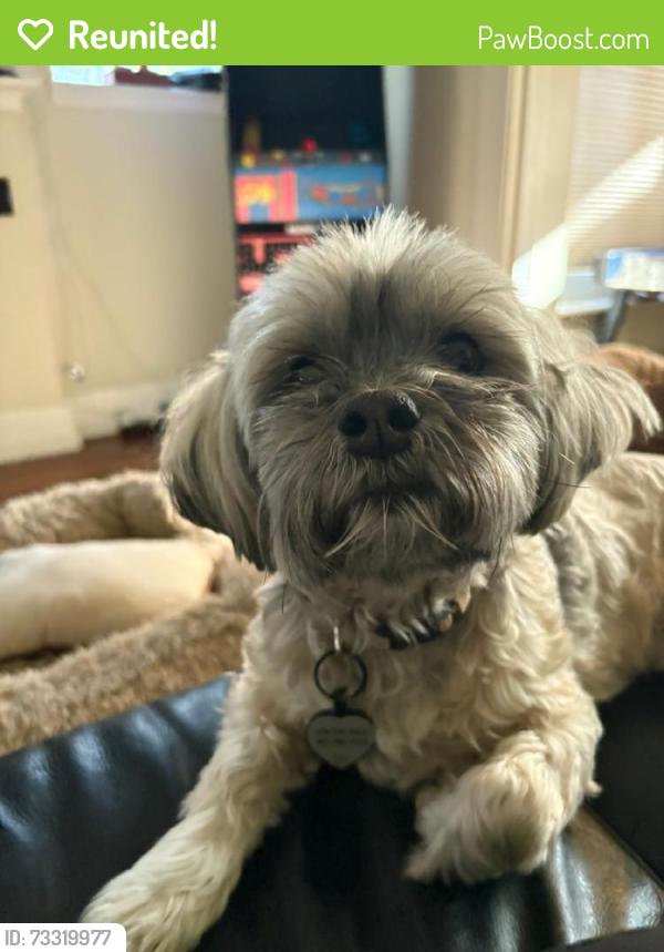 Reunited Female Dog last seen Alameda and Washington, Denver, CO 80209