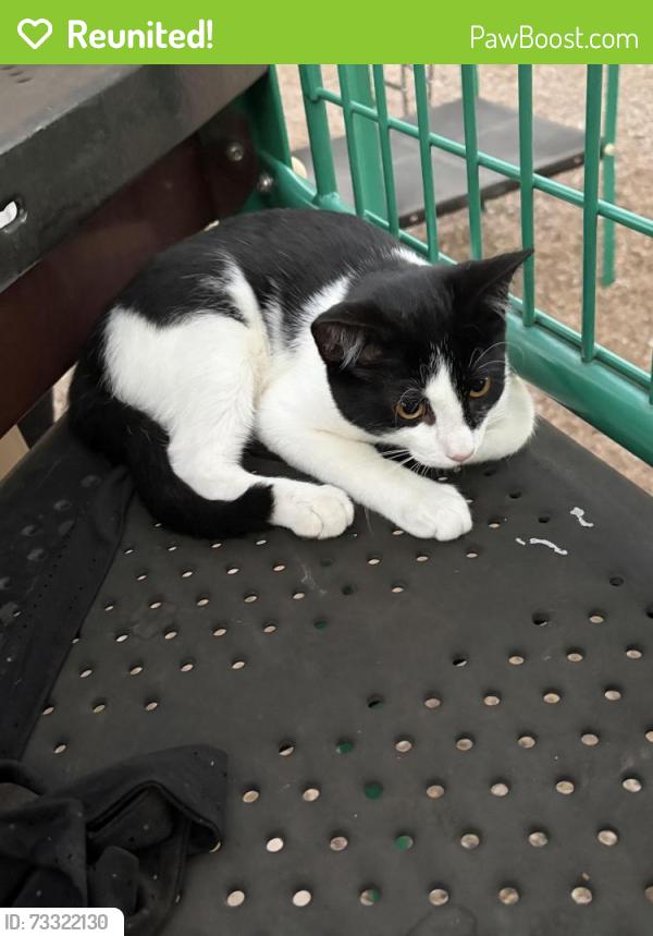 Reunited Unknown Cat last seen Hackberry Park, Houston, TX 77072