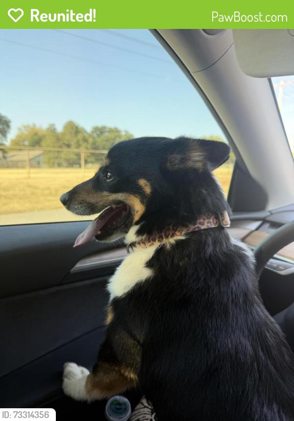 Reunited Female Dog last seen Santa Fe & Simmons, Edmond, OK 73025