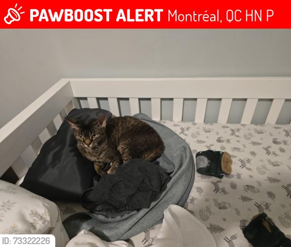Lost Female Cat last seen Parc Joseph-Thibaudeau, Montréal, QC H1N 2P5