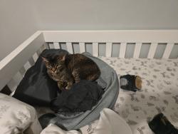 Lost Female Cat last seen Parc Joseph-Thibaudeau, Montréal, QC H1N 2P5