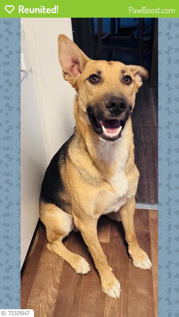 Reunited Male Dog last seen Leon drive, Sun Valley, NV 89433