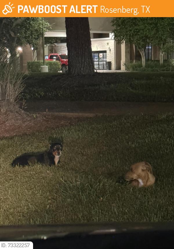 Found/Stray Unknown Dog last seen Behind Dollar Tree, Rosenberg, TX 77471