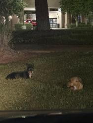Found/Stray Unknown Dog last seen Behind Dollar Tree, Rosenberg, TX 77471