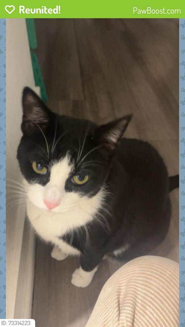 Reunited Female Cat last seen Seabrook, Dana Point, CA 92629