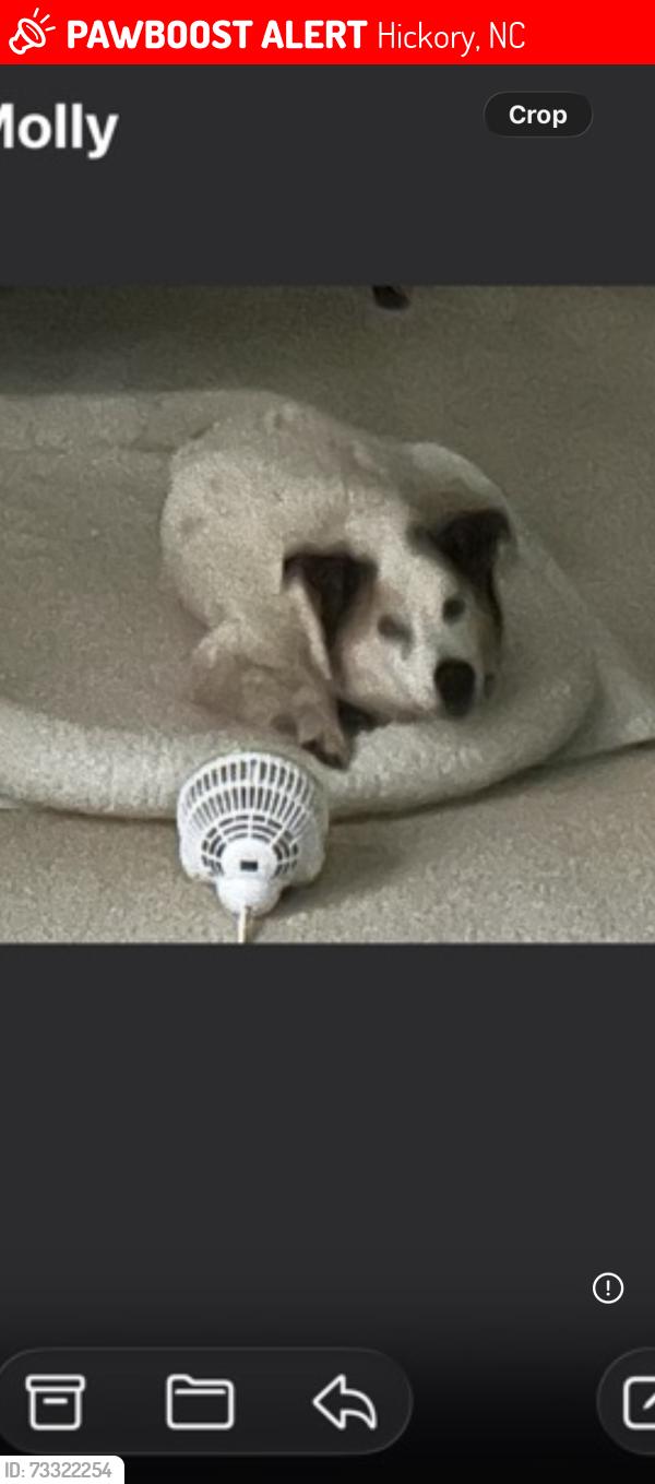 Lost Female Dog last seen Near 35th ave nw, Hickory, NC 28601