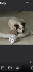 Lost Female Dog last seen Near 35th ave nw, Hickory, NC 28601