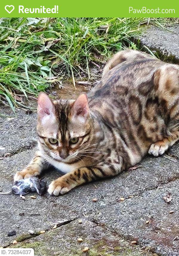 Reunited Female Cat last seen Horsehead bay, Gig Harbor, WA 98335