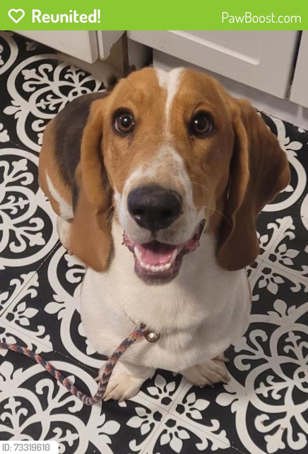 Reunited Unknown Dog last seen Zuni and Girard, Sheridan, CO 80110