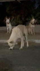 Found/Stray Unknown Dog last seen Indio, Indio, CA 92203