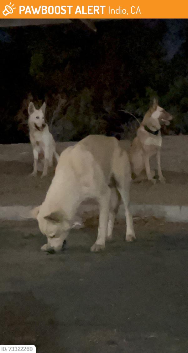 Found/Stray Unknown Dog last seen Indio, Indio, CA 92203