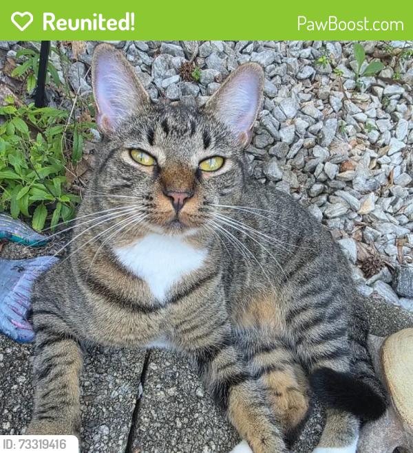 Reunited Female Cat last seen Robinson road, Marietta, GA 30068