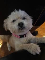 Reunited Female Dog last seen Near Appleblossom Time Ave, North Las Vegas, NV 89031, USA, North Las Vegas, NV 89031