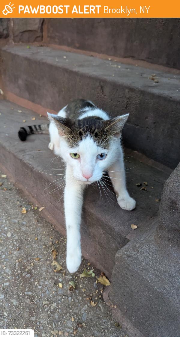 Found/Stray Unknown Cat last seen 6th St between 6th and 7th Ave, Brooklyn, NY 11215