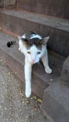 Found/Stray Unknown Cat last seen 6th St between 6th and 7th Ave, Brooklyn, NY 11215